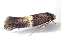 Elachista adscitella